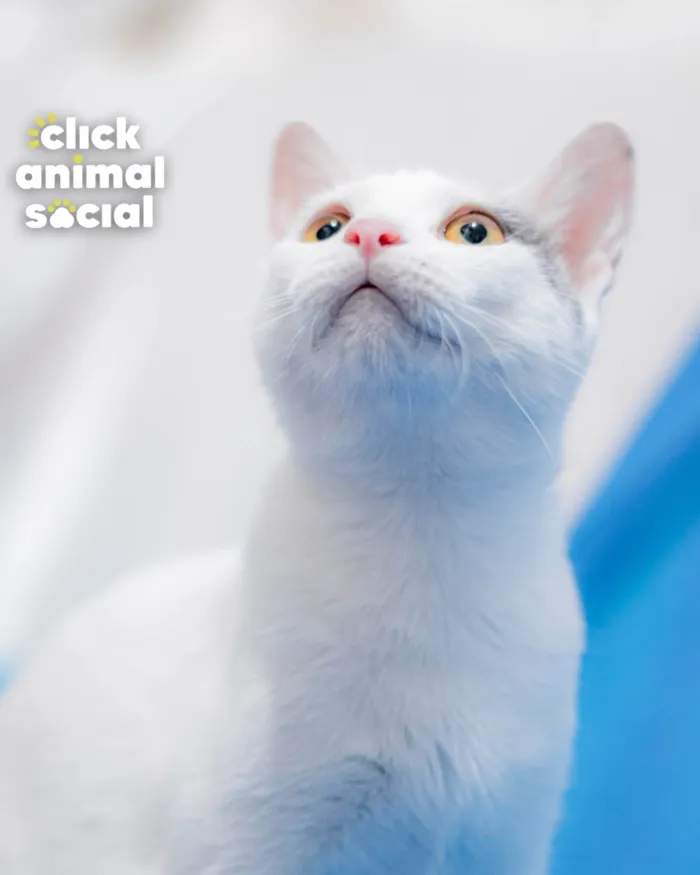Gato ra a SRD-ViraLata idade 2 a 6 meses nome LEO