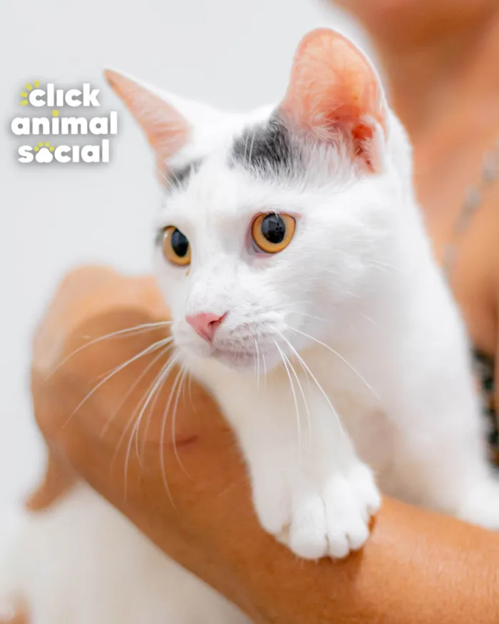 Gato ra a SRD-ViraLata idade 2 a 6 meses nome LEO