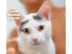 Gato raça SRD-ViraLata idade 2 a 6 meses nome LEO
