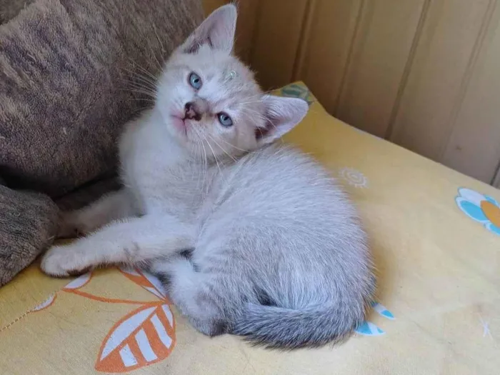 Gato ra a Siames idade Abaixo de 2 meses nome Apolo adocao