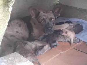 Cachorro raça Do mato idade Abaixo de 2 meses nome Vários filhotes de cachorro nasceram 23/01