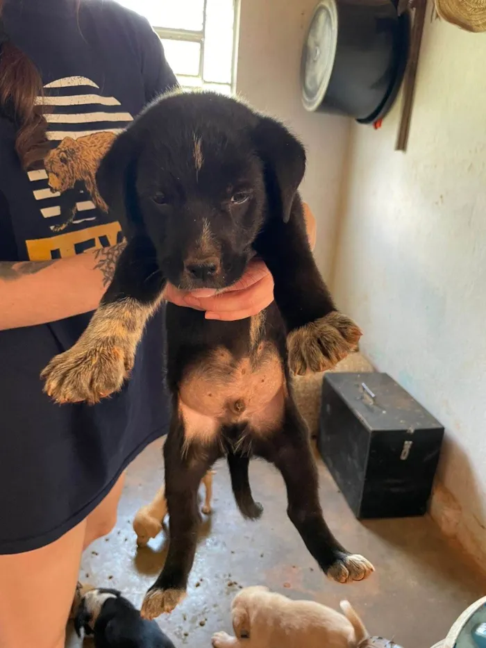 Cachorro ra a SRD-ViraLata idade 2 a 6 meses nome Joao 