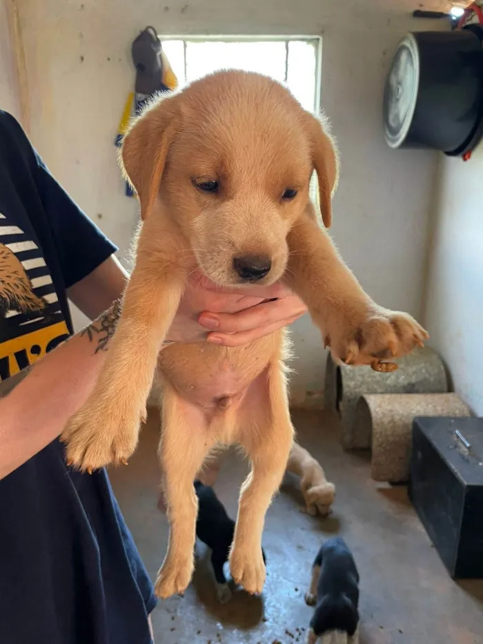 Cachorro ra a SRD-ViraLata idade 2 a 6 meses nome Lucas 