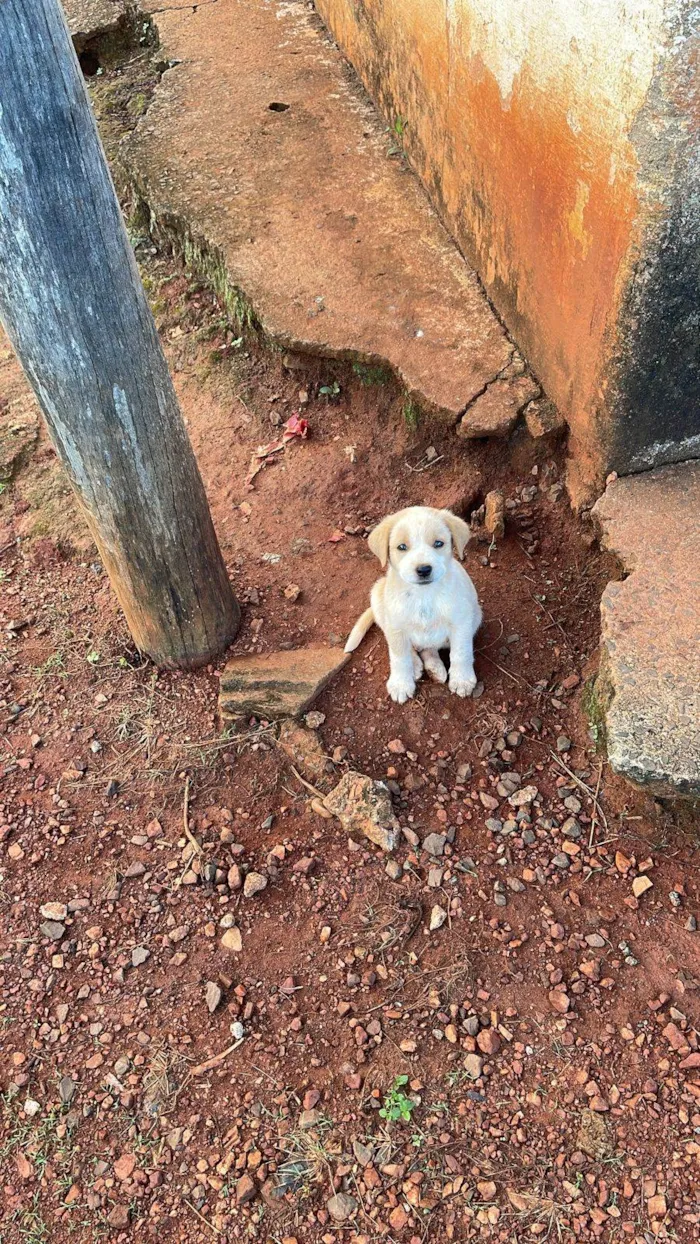 Cachorro ra a SRD-ViraLata idade 2 a 6 meses nome Lucas 