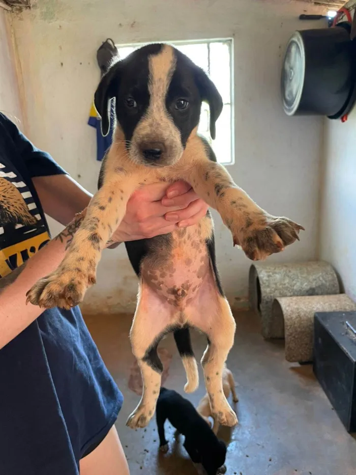 Cachorro ra a SRD-ViraLata idade 2 a 6 meses nome Matheus 