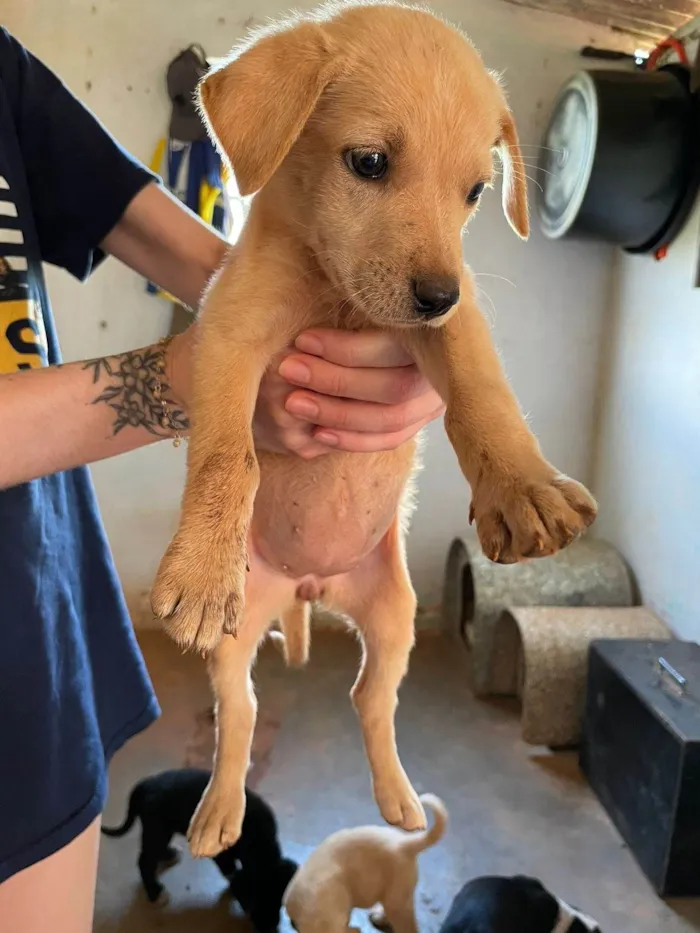 Cachorro ra a SRD-ViraLata idade 2 a 6 meses nome Mia