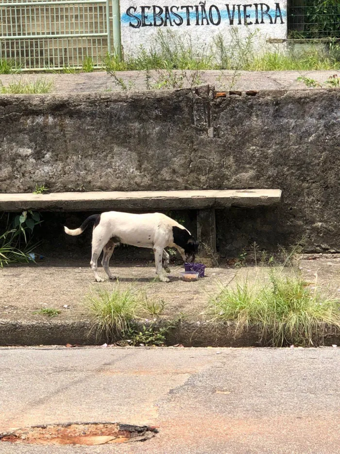 Cachorro ra a SRD-ViraLata idade 4 anos nome Não sei