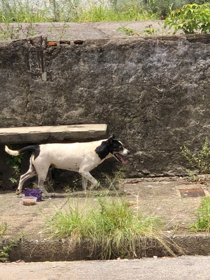 Cachorro ra a SRD-ViraLata idade 4 anos nome Não sei