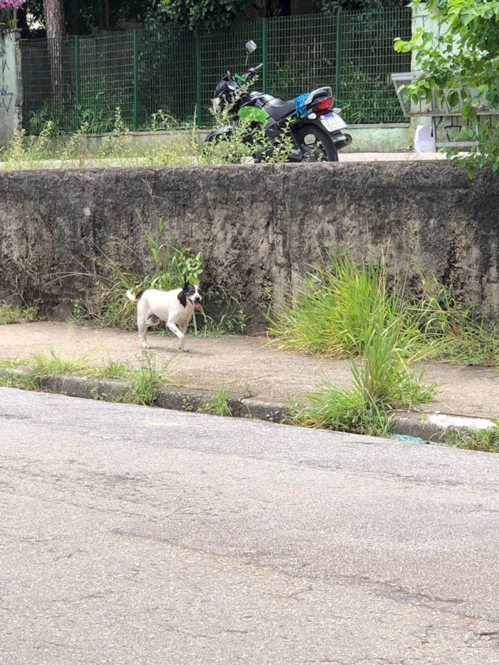 Cachorro ra a SRD-ViraLata idade 4 anos nome Não sei