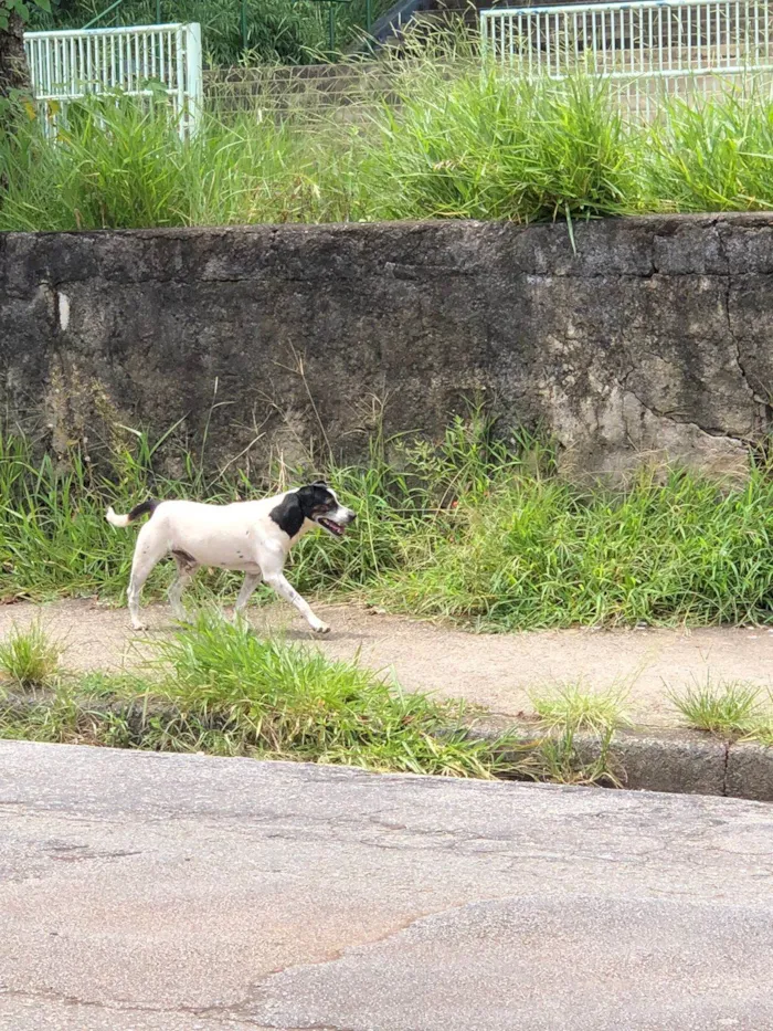 Cachorro ra a SRD-ViraLata idade 4 anos nome Não sei