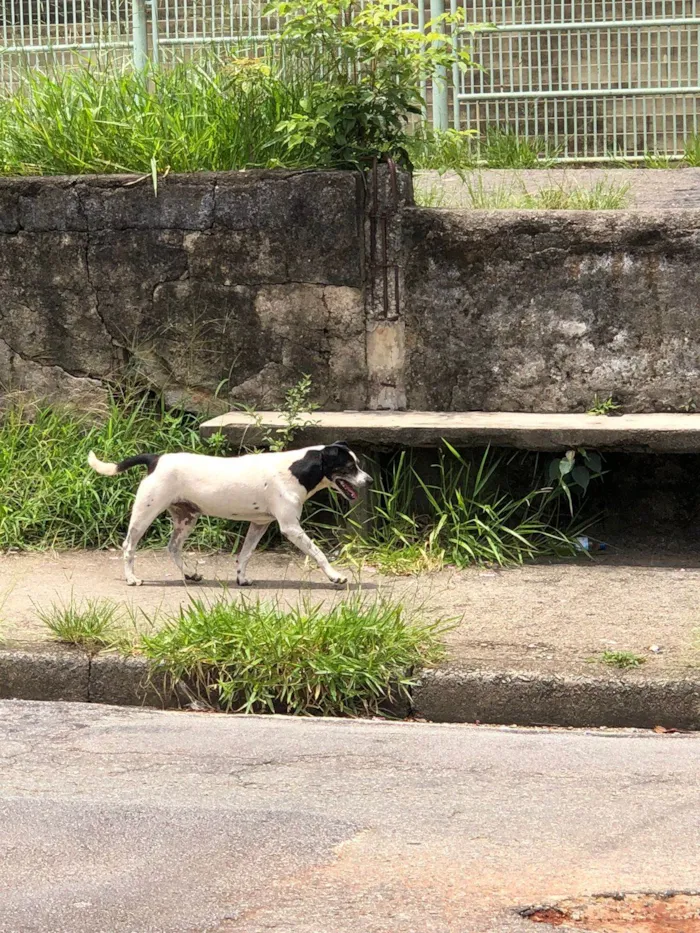 Cachorro ra a SRD-ViraLata idade 4 anos nome Não sei