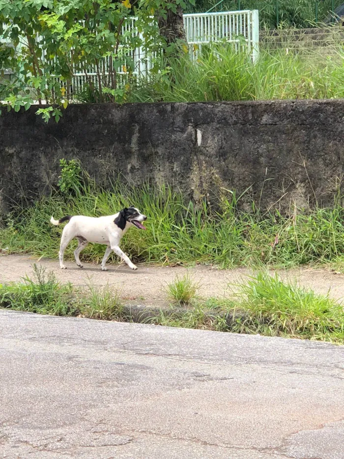 Cachorro ra a SRD-ViraLata idade 4 anos nome Não sei