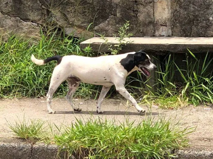 Cachorro ra a SRD-ViraLata idade 4 anos nome Não sei