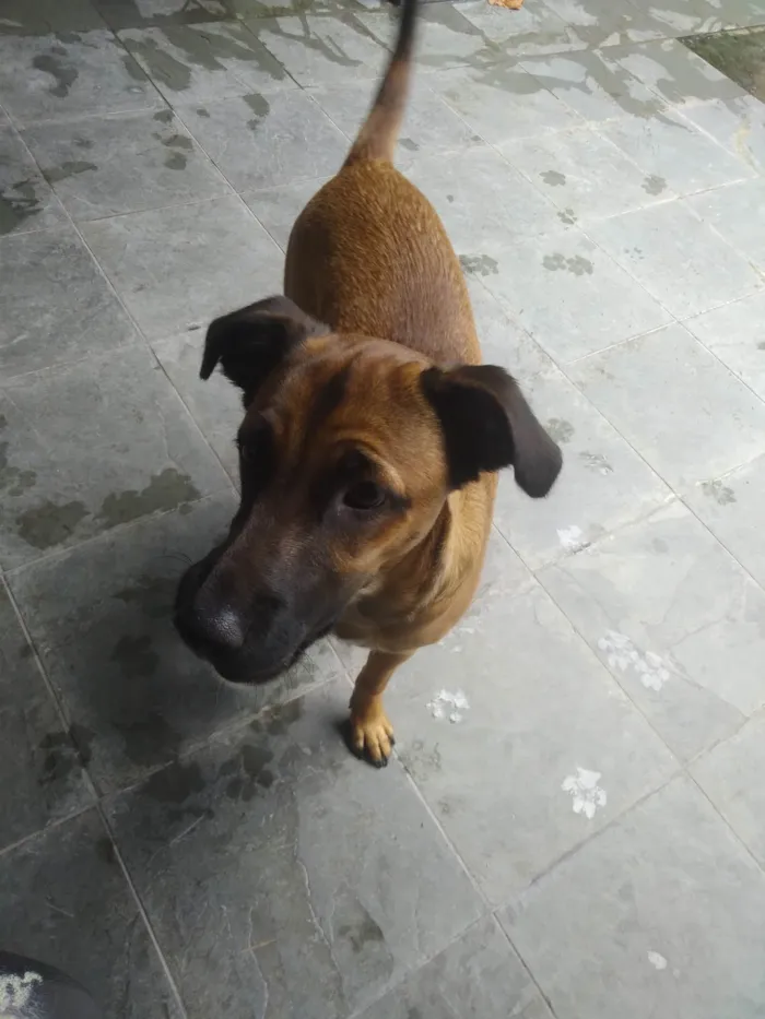 Cachorro ra a SRD-ViraLata idade 2 a 6 meses nome Zeus