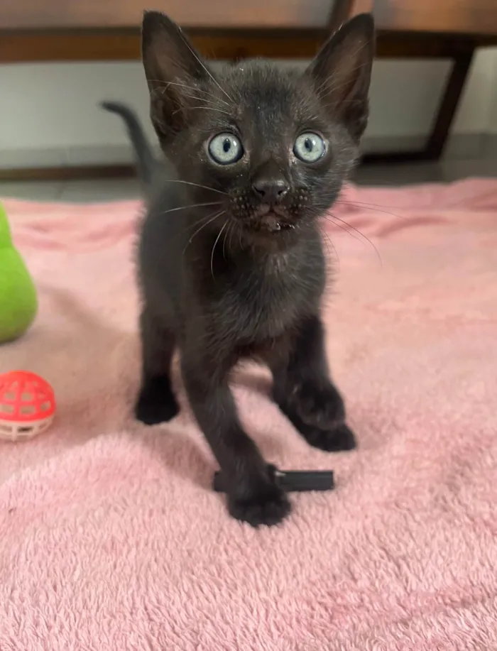 Gato ra a SRD-ViraLata idade Abaixo de 2 meses nome Tom