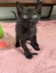 Tom