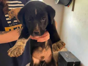Cachorro raça SRD-ViraLata idade 2 a 6 meses nome Joao 