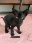 Tom