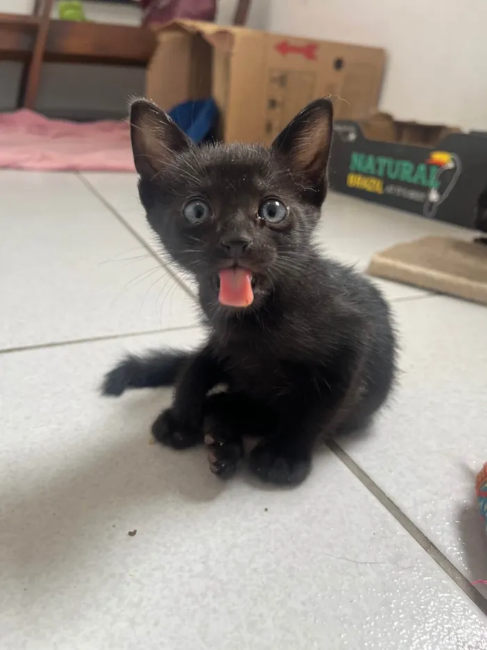 Gato ra a SRD-ViraLata idade Abaixo de 2 meses nome Tom