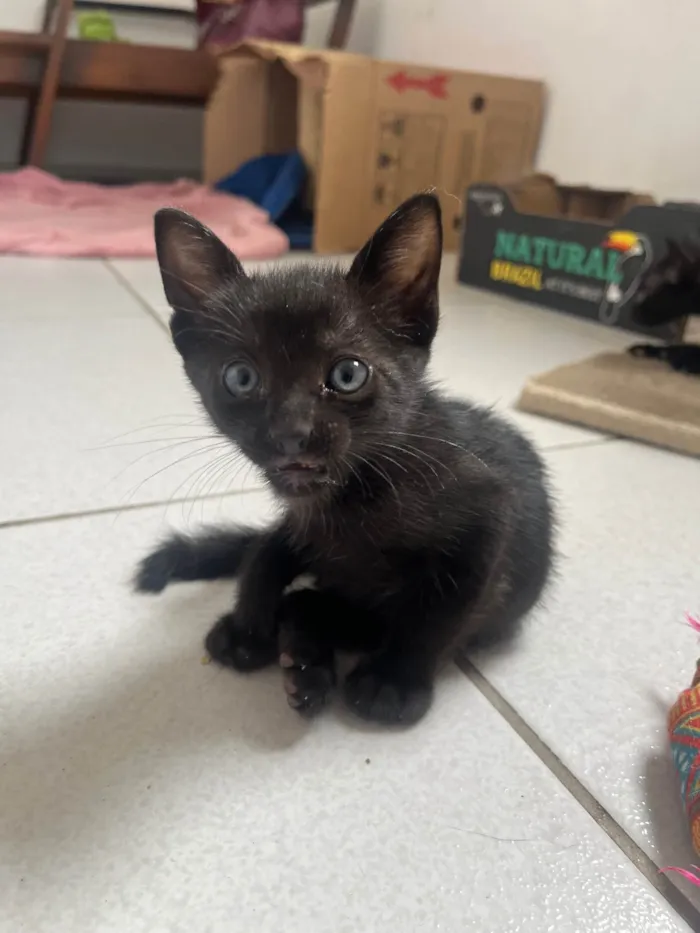 Gato ra a SRD-ViraLata idade Abaixo de 2 meses nome Tom