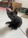 Tom