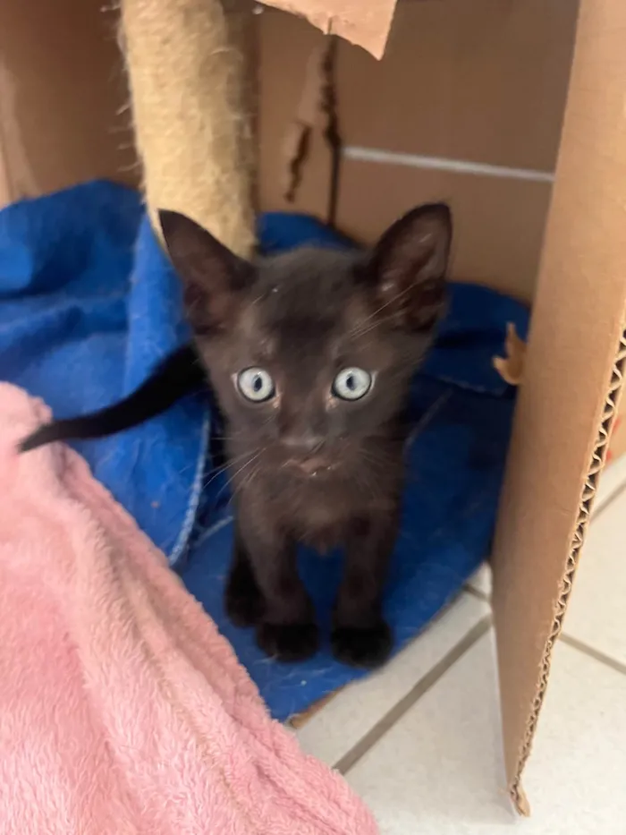 Gato ra a SRD-ViraLata idade Abaixo de 2 meses nome Tom