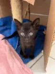 Tom