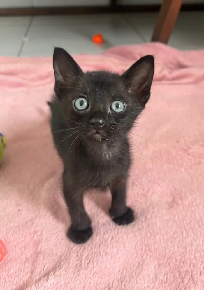 Gato ra a SRD-ViraLata idade Abaixo de 2 meses nome Tom