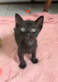 Tom