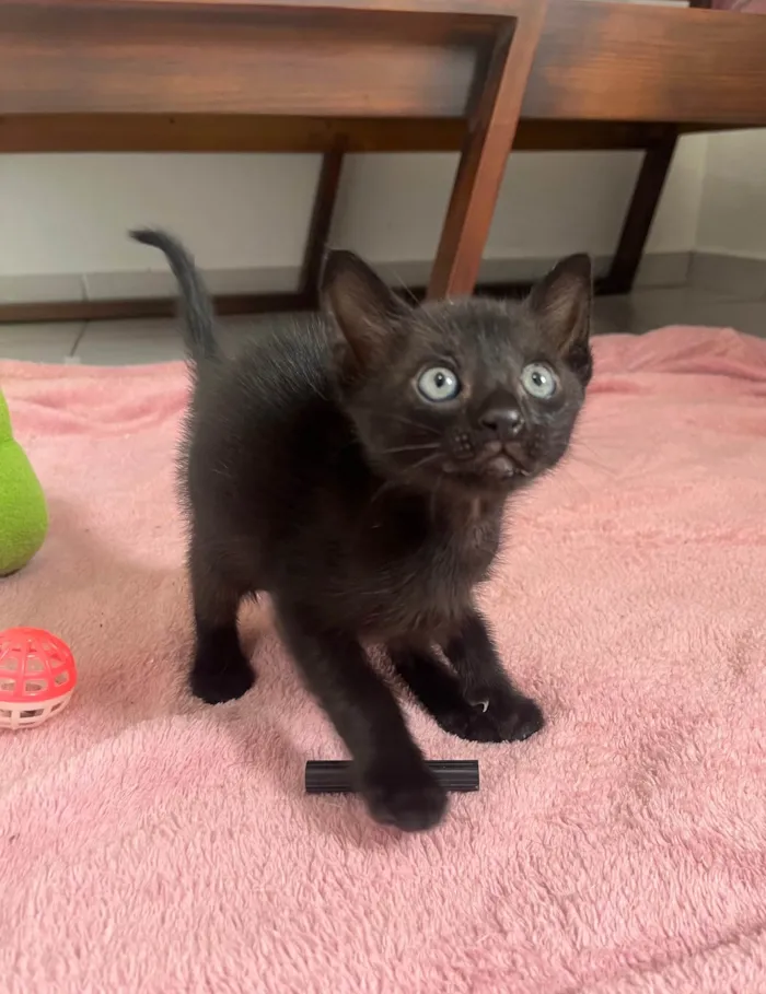 Gato ra a SRD-ViraLata idade Abaixo de 2 meses nome Tom