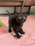 Tom
