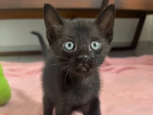 Gato raça SRD-ViraLata idade Abaixo de 2 meses nome Tom