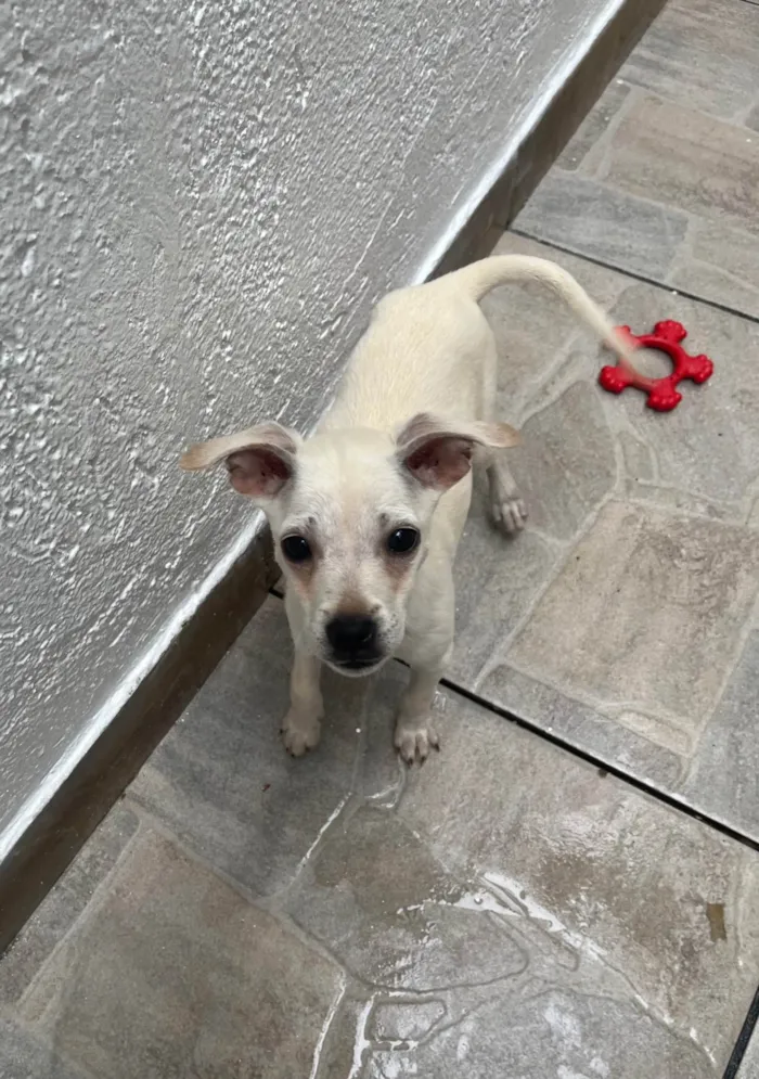 Cachorro ra a SRD-ViraLata idade 2 a 6 meses nome Banzé