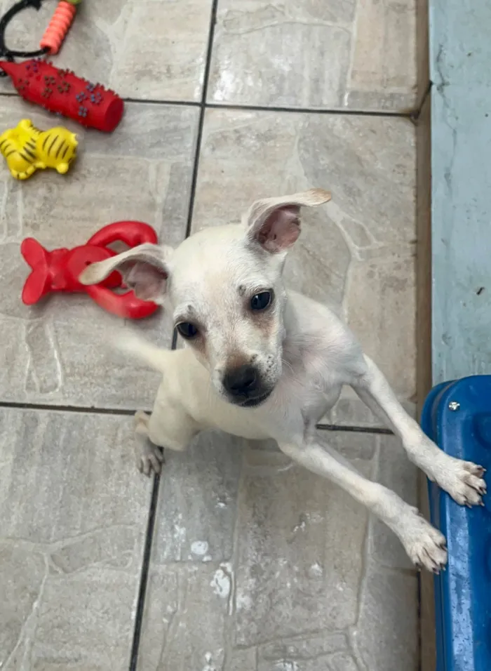 Cachorro ra a SRD-ViraLata idade 2 a 6 meses nome Banzé