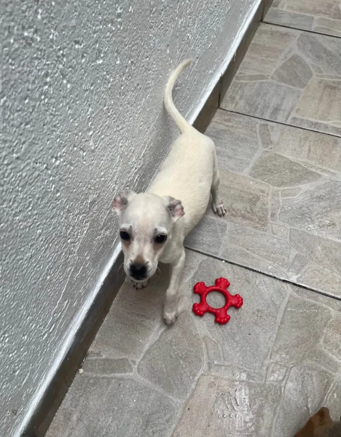 Cachorro ra a SRD-ViraLata idade 2 a 6 meses nome Banzé