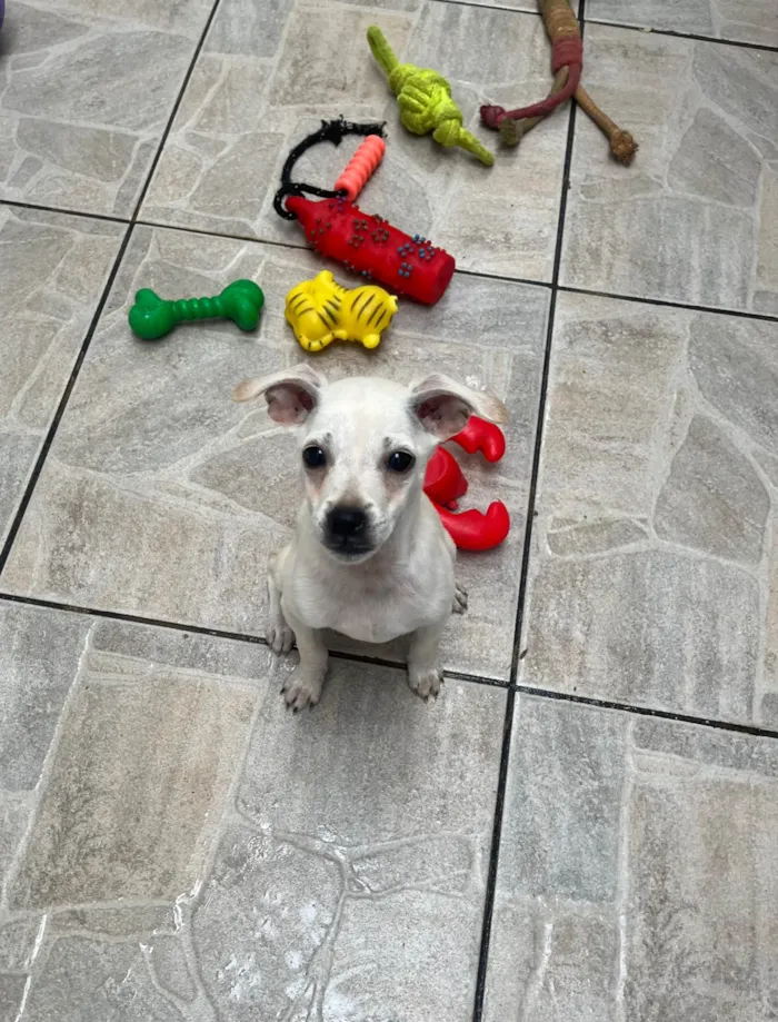 Cachorro ra a SRD-ViraLata idade 2 a 6 meses nome Banzé