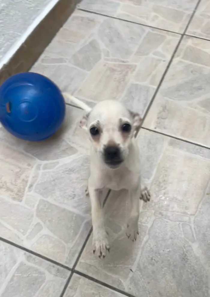 Cachorro ra a SRD-ViraLata idade 2 a 6 meses nome Banzé