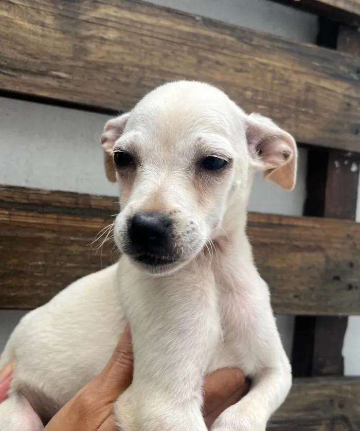 Cachorro ra a SRD-ViraLata idade 2 a 6 meses nome Banzé