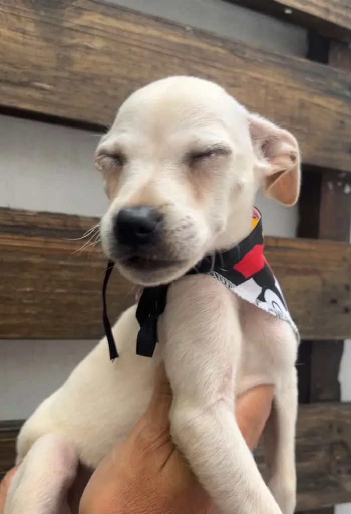 Cachorro ra a SRD-ViraLata idade 2 a 6 meses nome Banzé