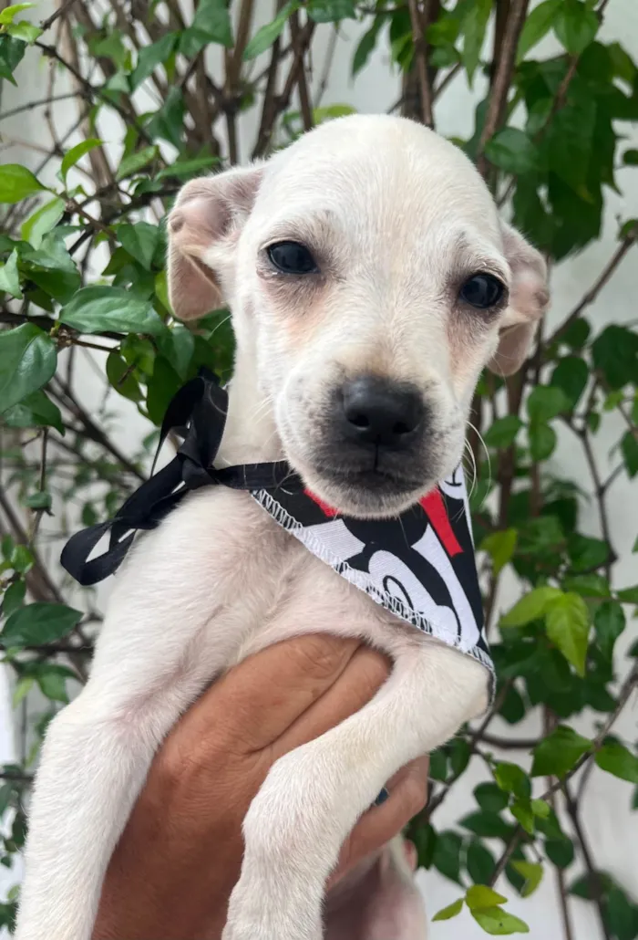 Cachorro ra a SRD-ViraLata idade 2 a 6 meses nome Banzé