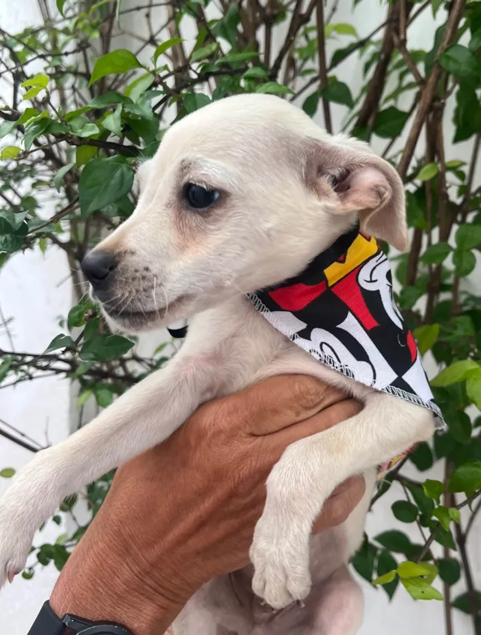 Cachorro ra a SRD-ViraLata idade 2 a 6 meses nome Banzé
