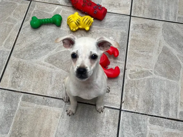 Cachorro ra a SRD-ViraLata idade 2 a 6 meses nome Banzé