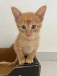 Tony
