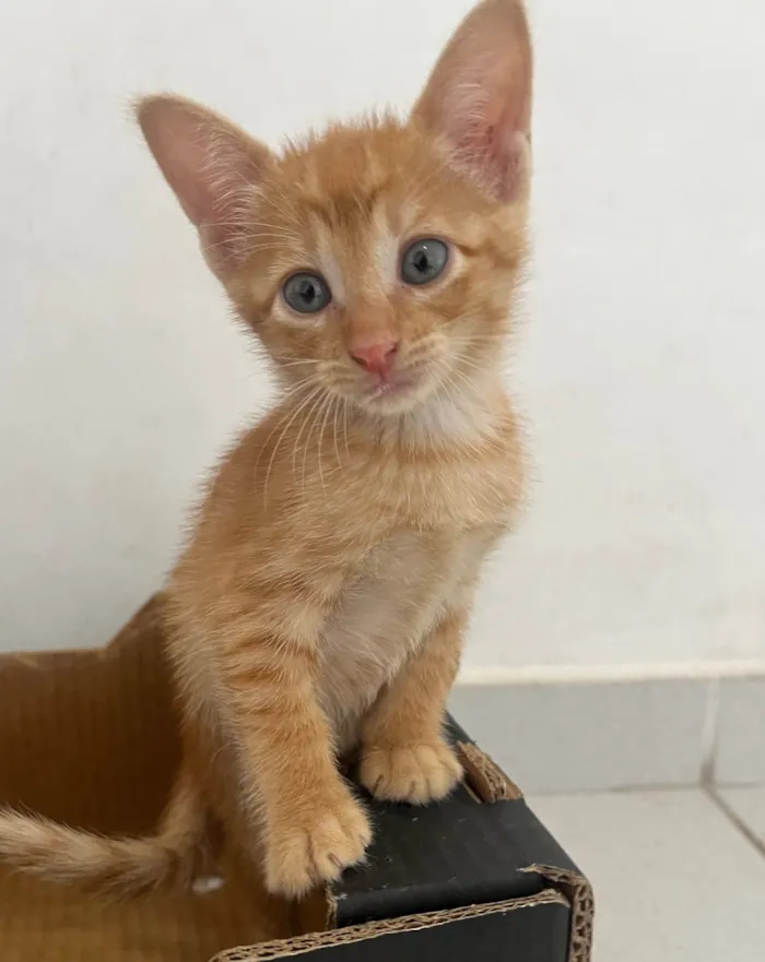 Gato ra a SRD-ViraLata idade Abaixo de 2 meses nome Tony