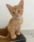 Tony