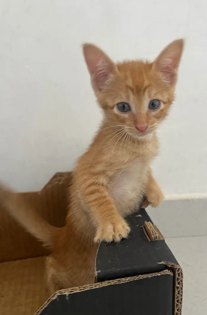Gato ra a SRD-ViraLata idade Abaixo de 2 meses nome Tony
