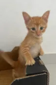 Tony