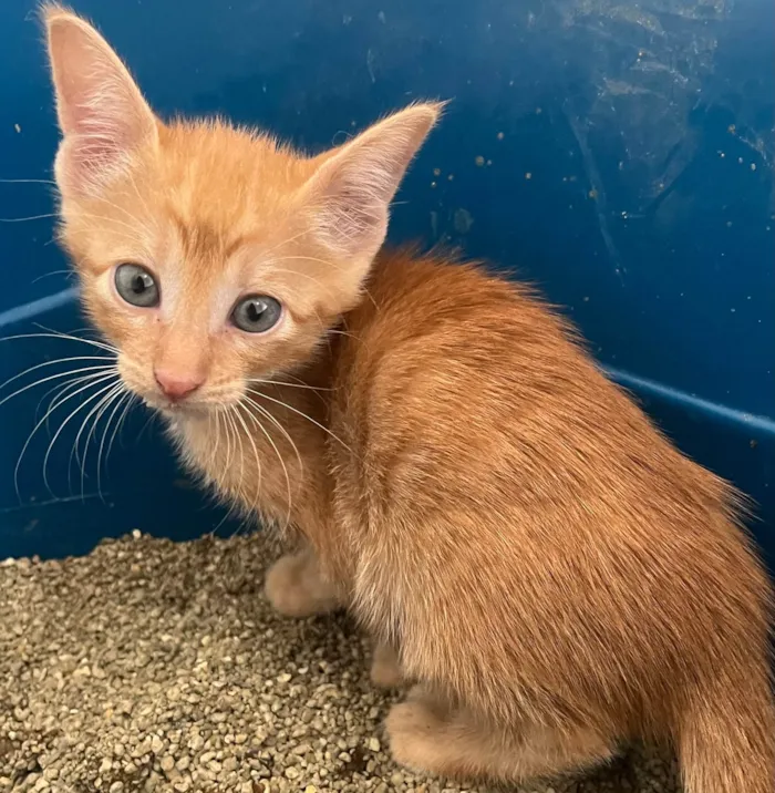 Gato ra a SRD-ViraLata idade Abaixo de 2 meses nome Tony