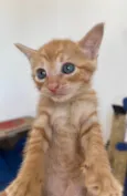Tony