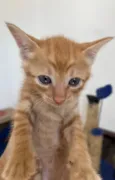 Tony